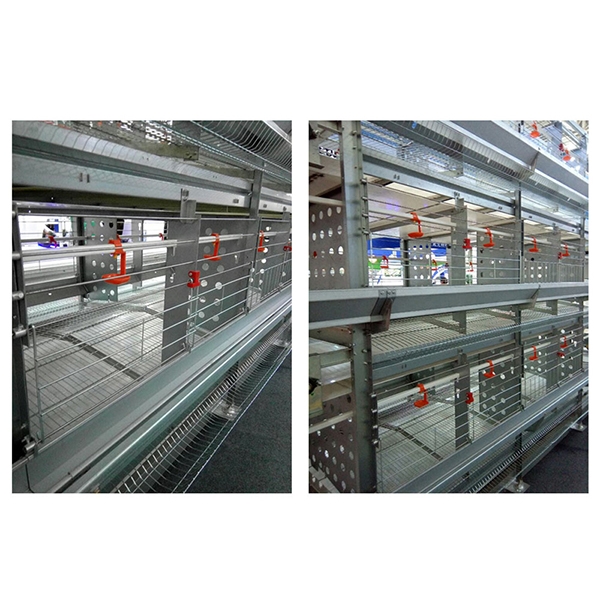 秦皇岛层叠式种鸡笼养装备