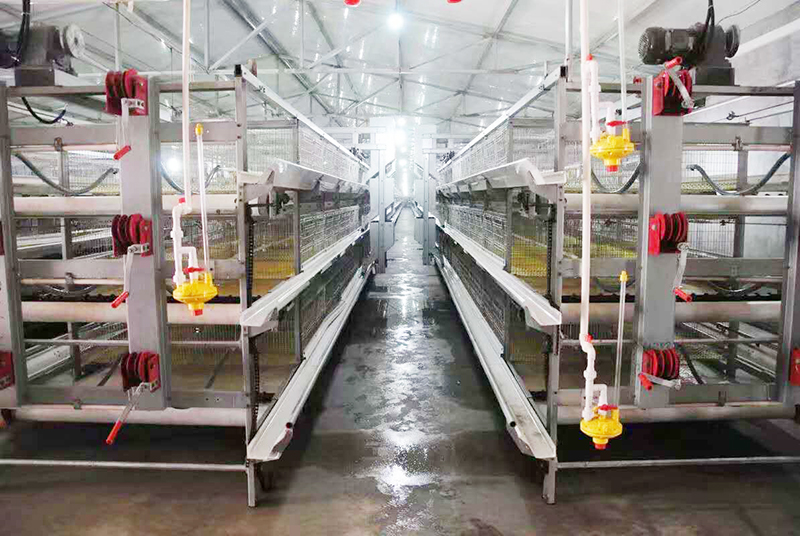 肉鸡行情，，，，，，及养殖肉鸡装备
