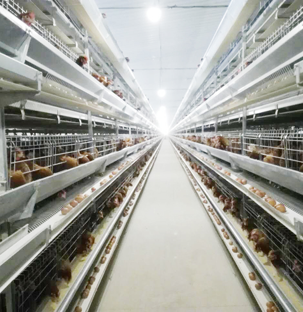 全自动养鸡装备蛋鸡效益大揭秘：商品料与自配料，，，，，，究竟哪个好？？？？
